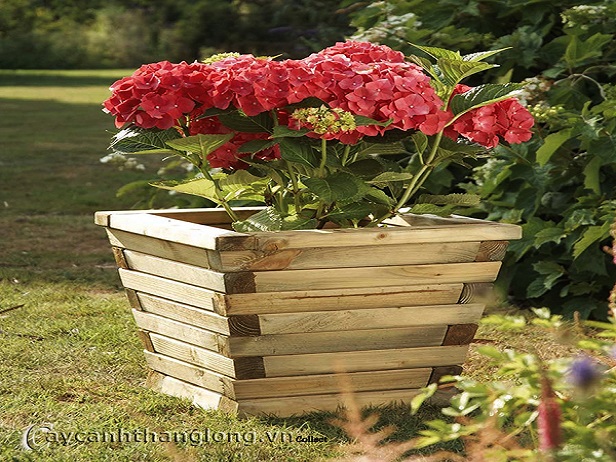 Chậu gỗ trồng hoa cây cảnh sang trọng và bền vững