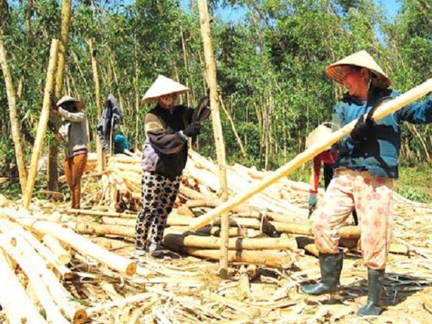 Gỗ keo tăng giá mạnh, người trồng rừng vui hơn tết